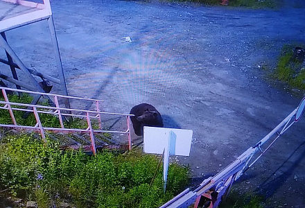 Надёжность контрольно-пропускного режима подтверждена медведем